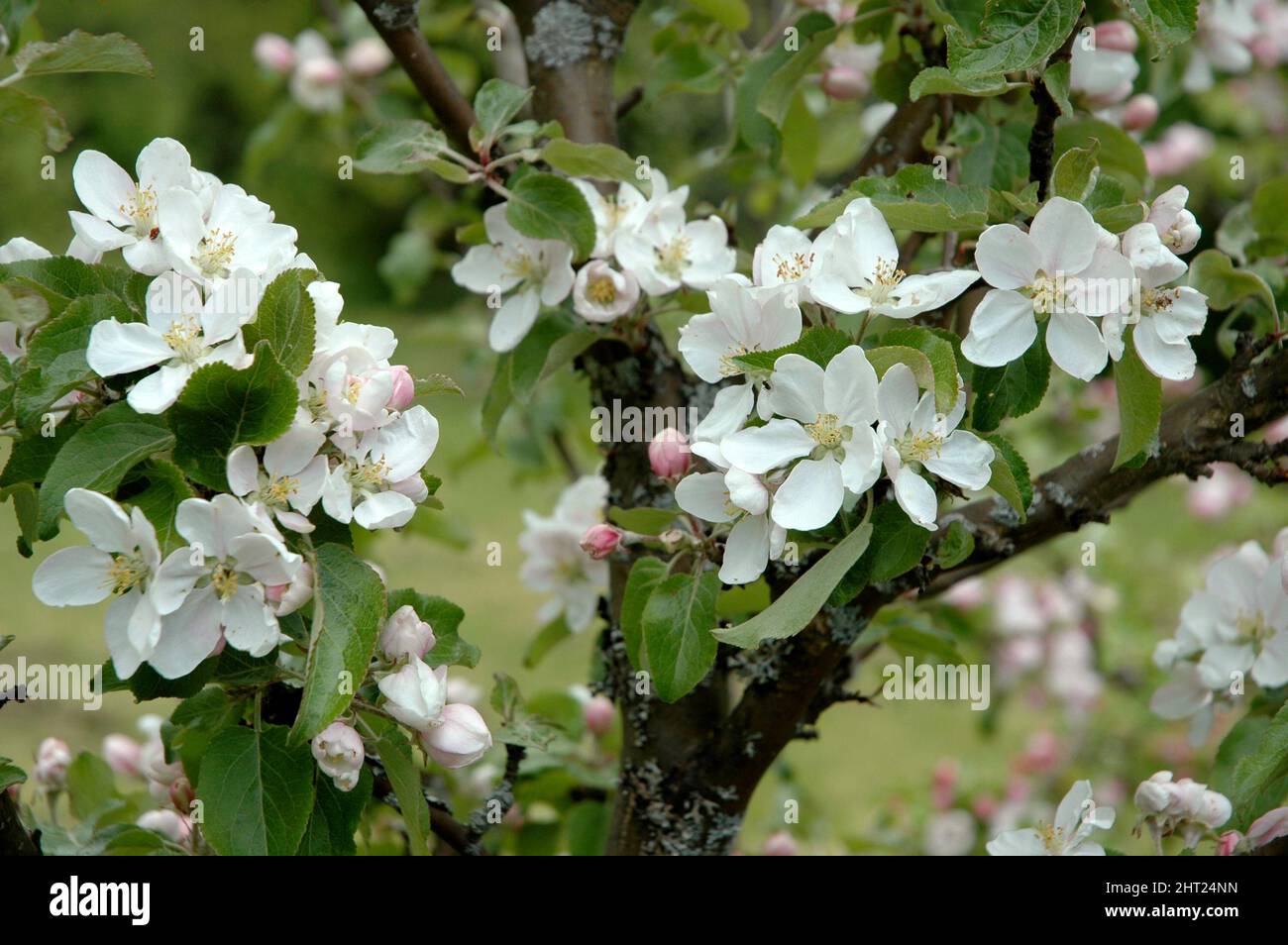 Flowering apple tree Stock Photo Alamy