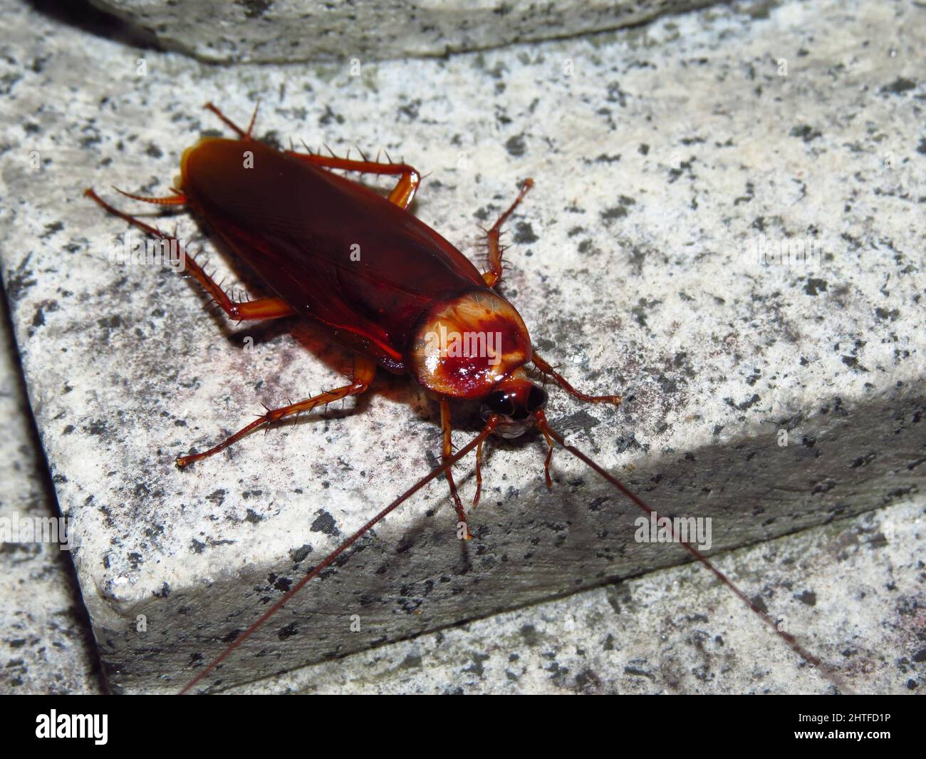 A huge cockroach on a textured surface Stock Photo Alamy