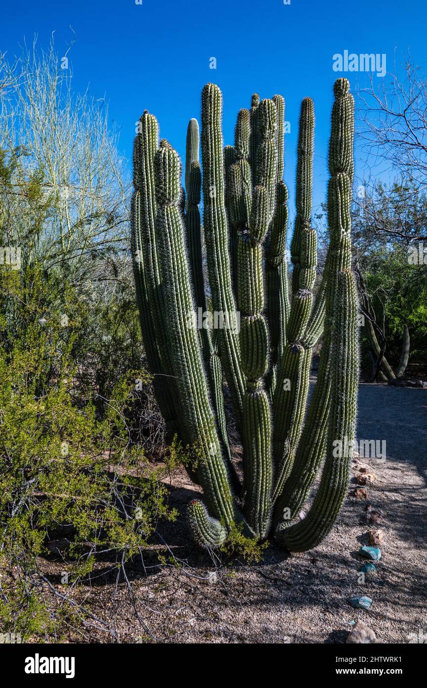 Biotic communities hires stock photography and images Alamy