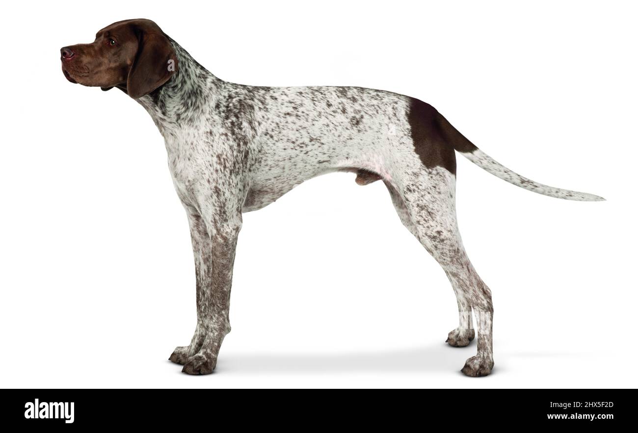 Are Ariege Pointers Smart Dogs