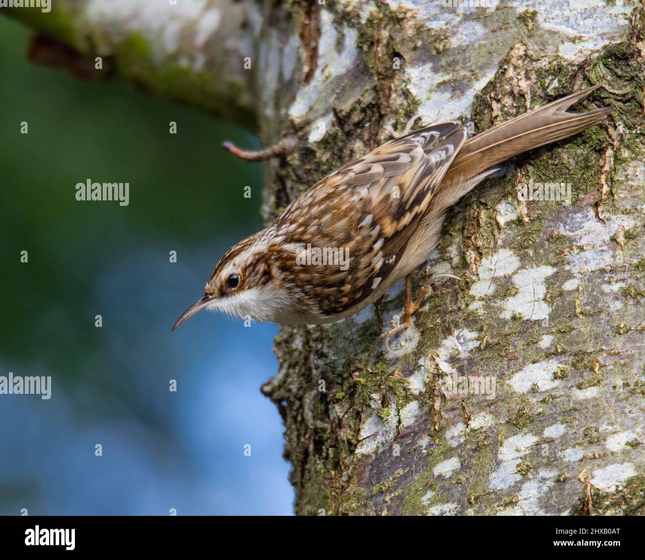 Creeper bird creepers birds hires stock photography and images Alamy