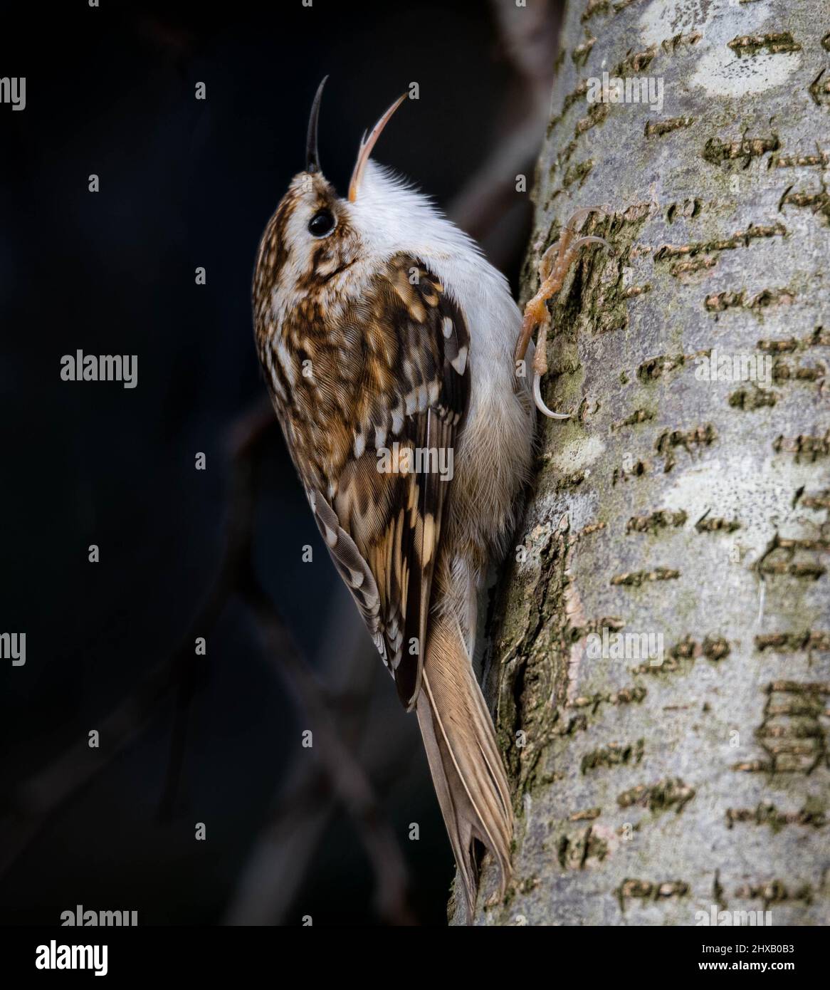 Creeper bird creepers birds hires stock photography and images Alamy