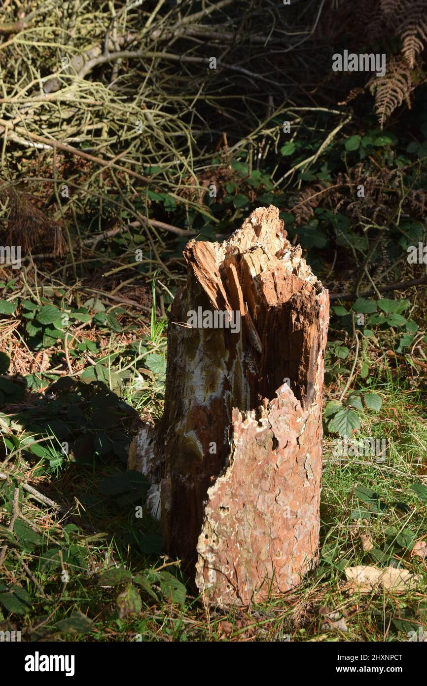 Dead tree stump Stock Photo Alamy