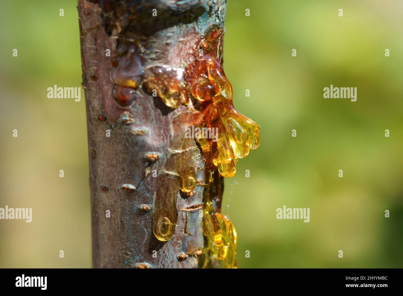 Vegetable glue hires stock photography and images Alamy