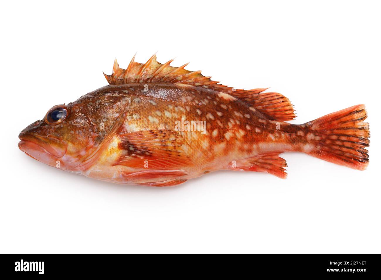 Yellow rockfish Cut Out Stock Images & Pictures Alamy