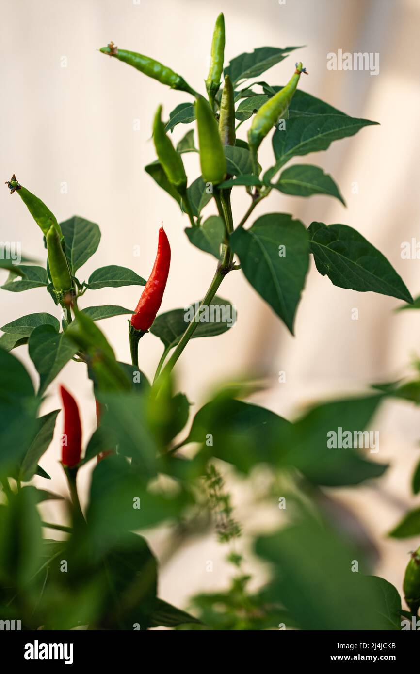 Chilli pepper flower hires stock photography and images Alamy