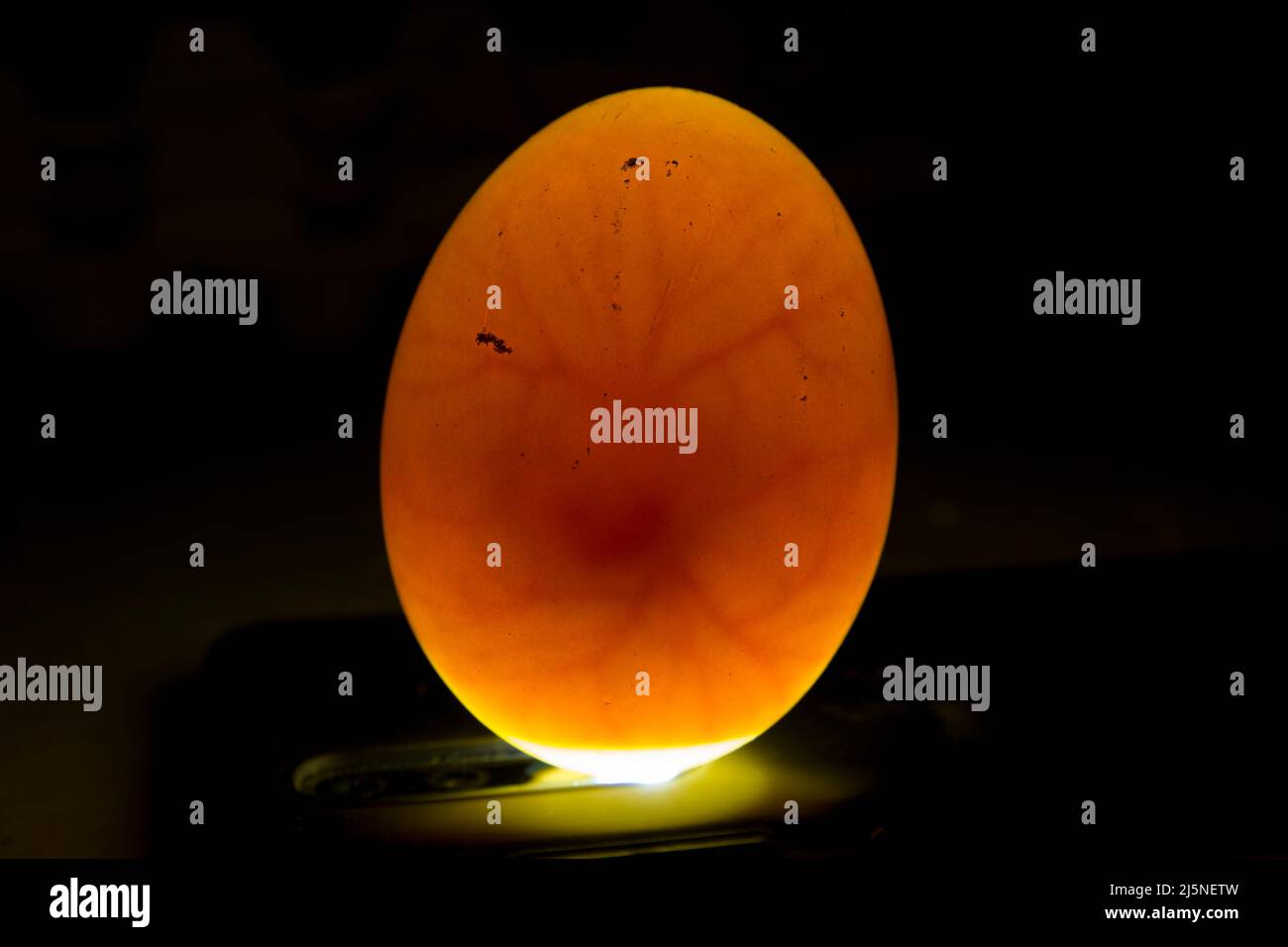 egg with chicken embryo inside. Fertilized egg Stock Photo Alamy