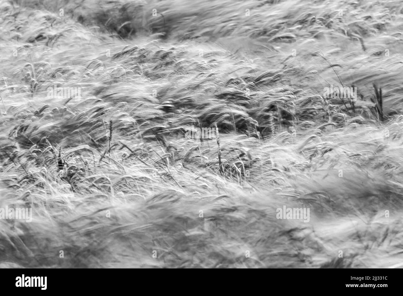 Wind blown confield Stock Photo Alamy