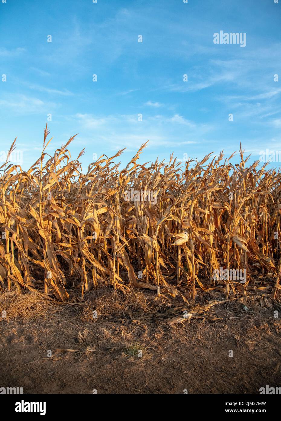 Dead corn field Stock Photo Alamy