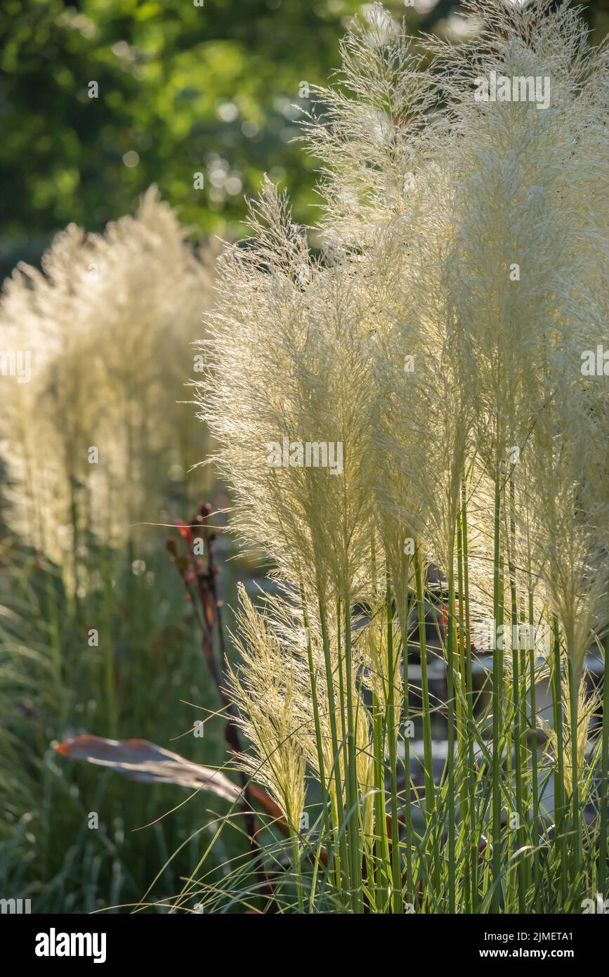 Pampas grass panicle hires stock photography and images Alamy