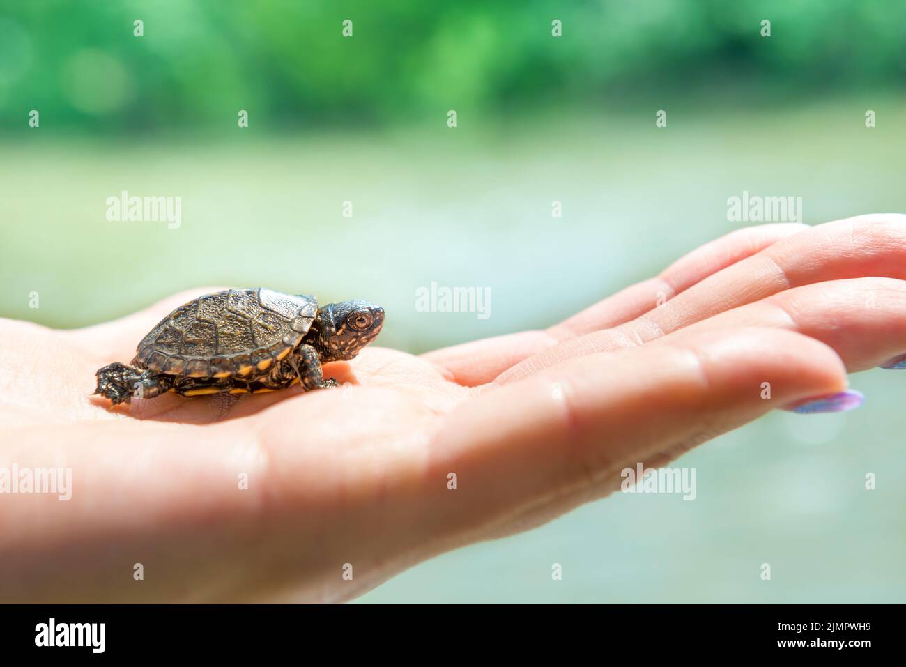 Small sea turtle Stock Photo Alamy