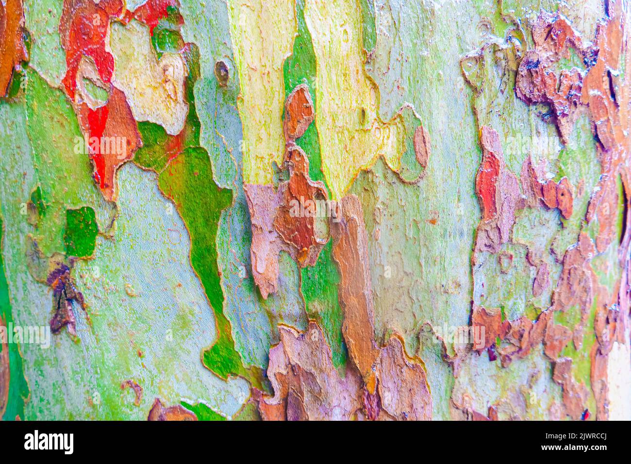 Wet sycamore tree trunk camo patterns Stock Photo Alamy