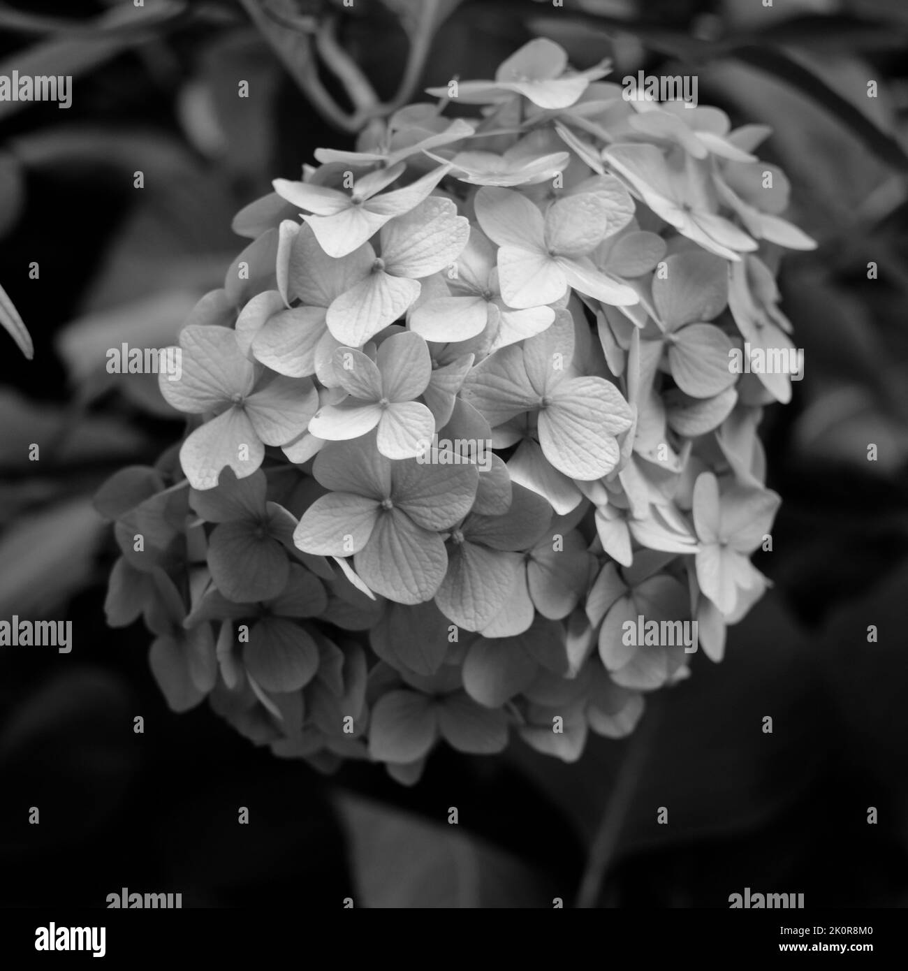 Hortensia leaves Black and White Stock Photos & Images Alamy