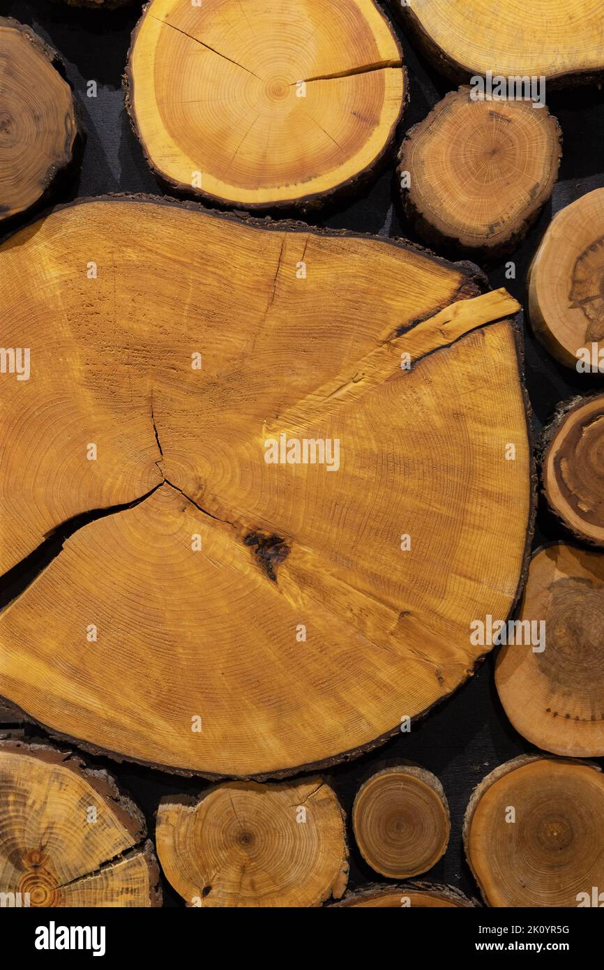 Crosssections of different trees Stock Photo Alamy