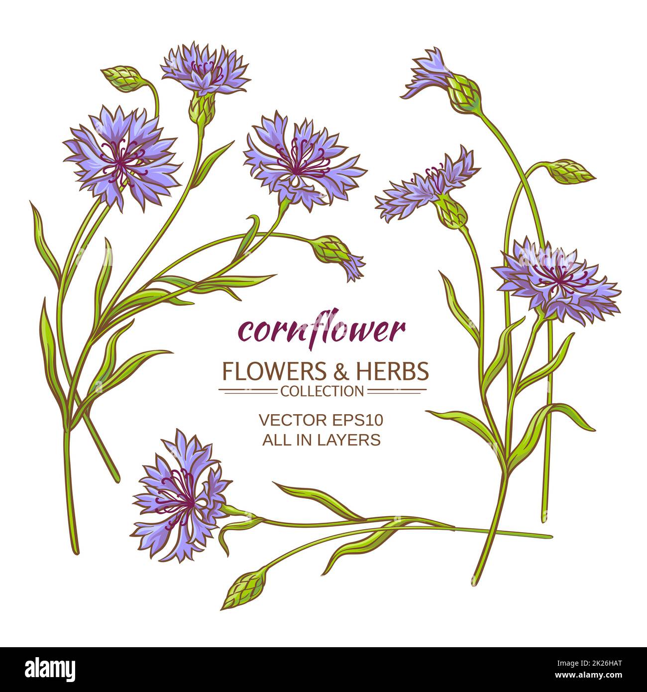 cornflower vector set Stock Photo Alamy
