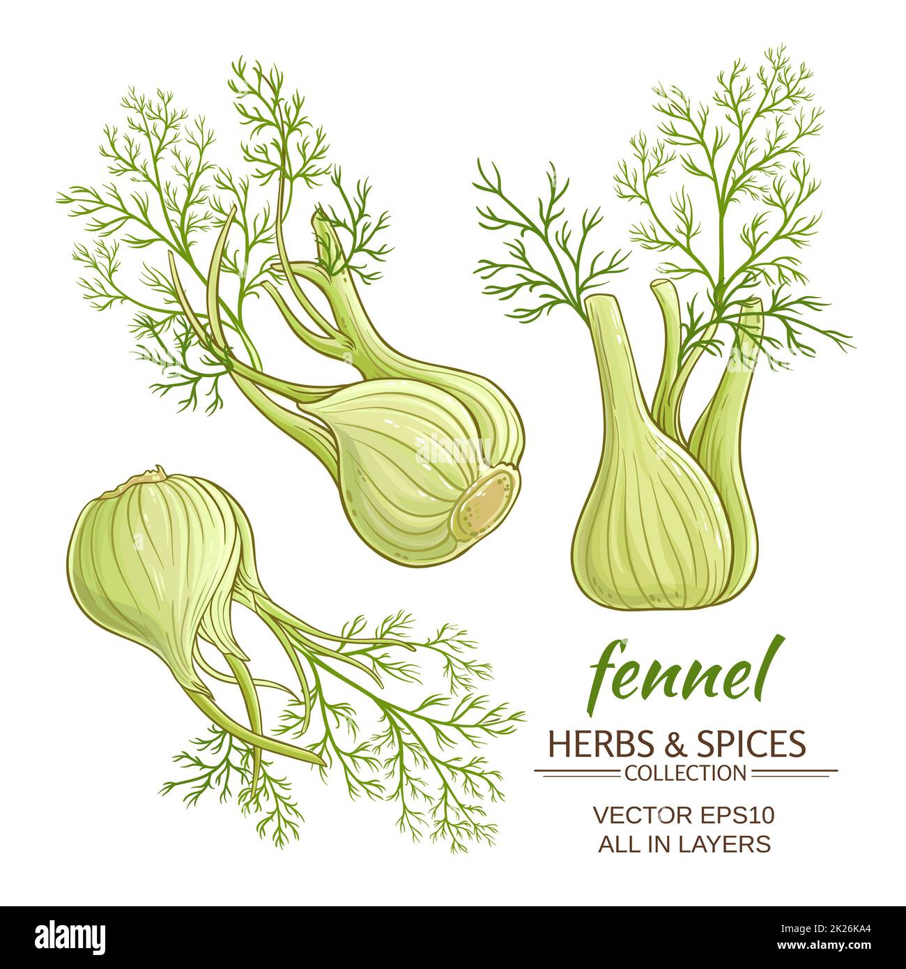 fennel vector set Stock Photo Alamy