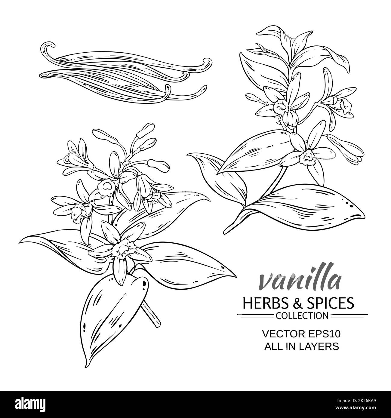 Vanilla bean Black and White Stock Photos & Images Alamy