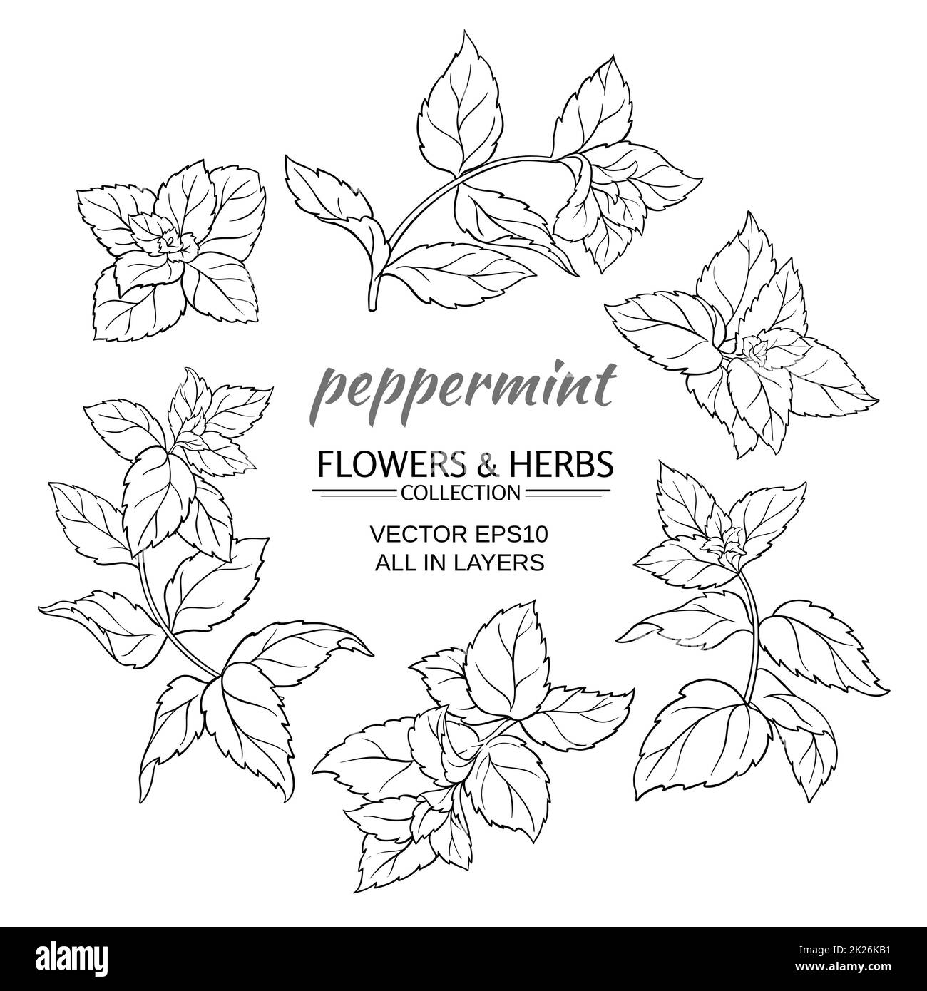 peppermint vector set Stock Photo - Alamy