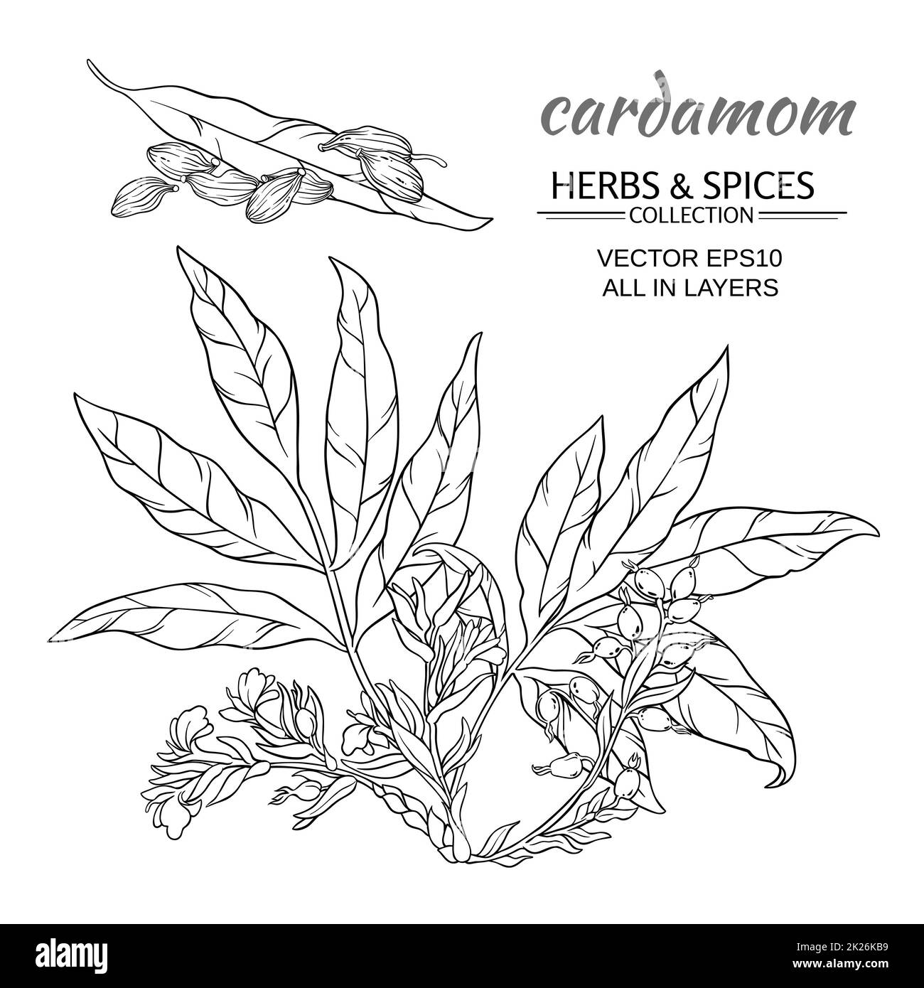 cardamom vector set Stock Photo Alamy