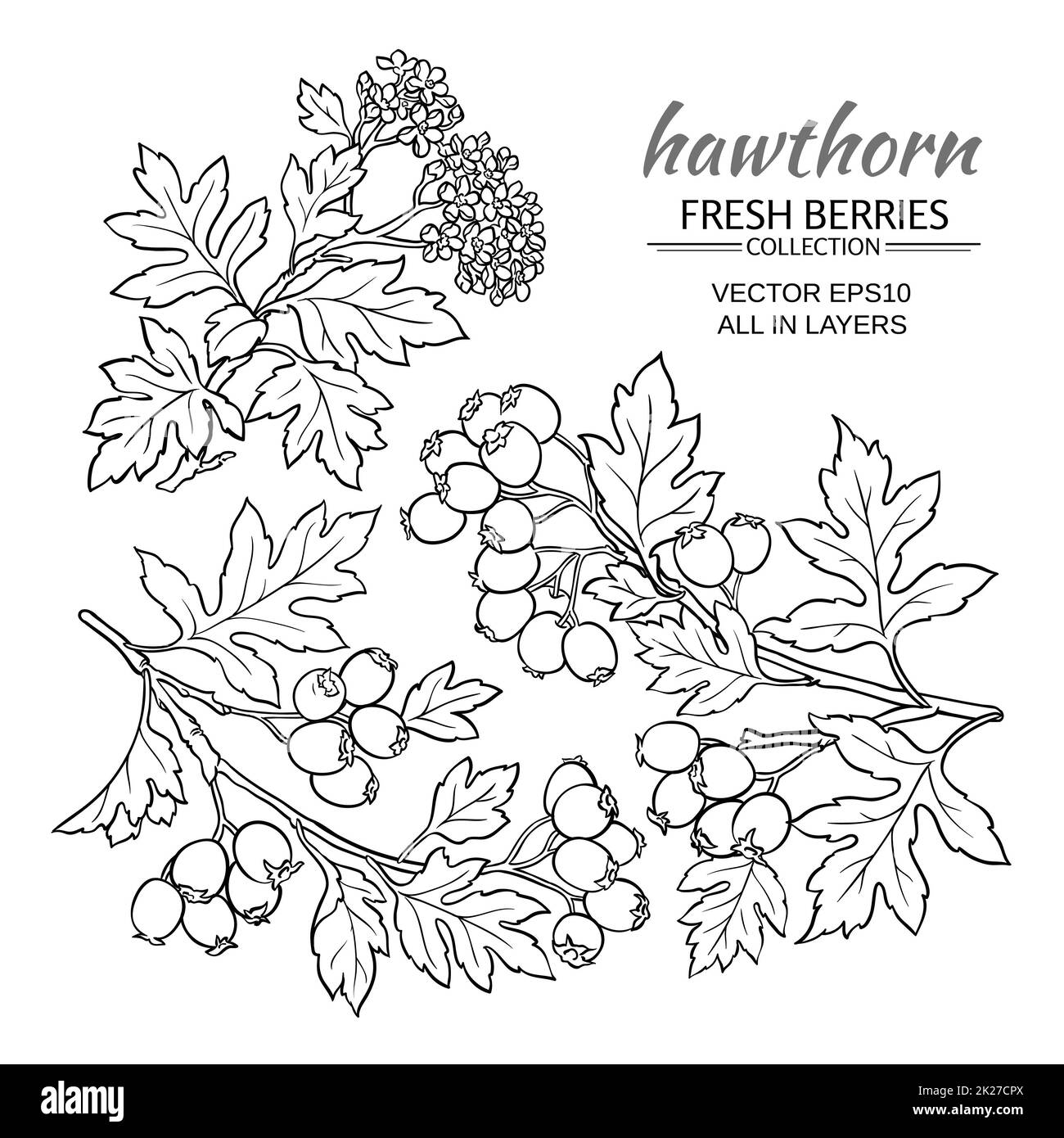 hawthorn vector set Stock Photo Alamy