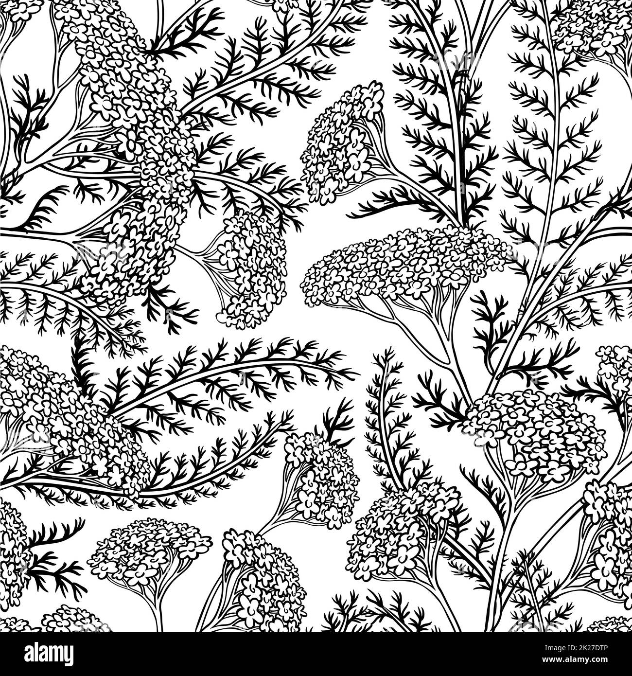 yarrow seamless pattern Stock Photo Alamy