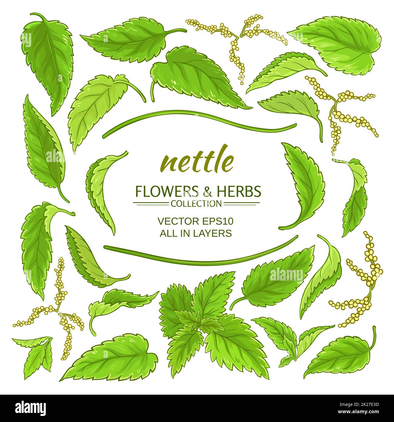 nettle elements set Stock Photo Alamy