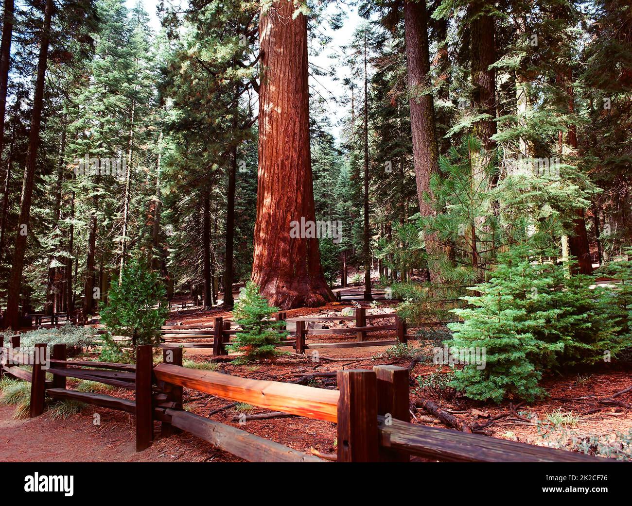 Giant Sequoia Trees Stock Photo Alamy