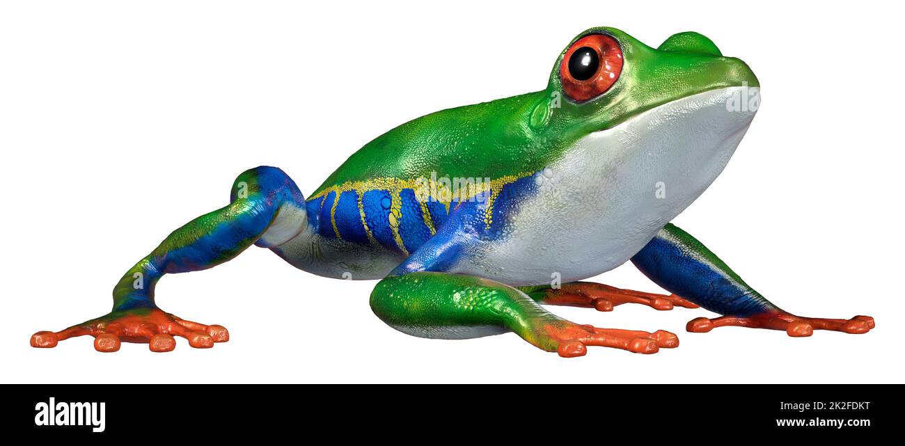 3D Rendering Amazon Tree Frog on White Stock Photo Alamy