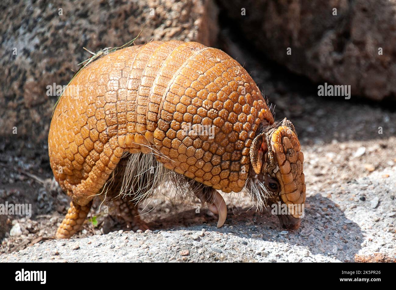 Three banded armadillo tail hi-res stock photography and images - Alamy