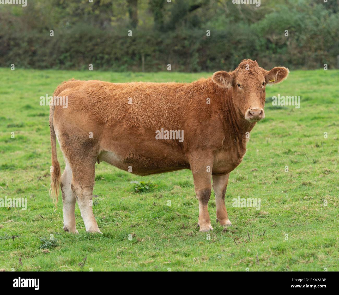 South Devon heifer Stock Photo Alamy