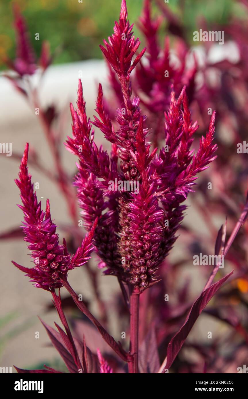 Amaranth has anticancer properties plant, it is called a miracle plant