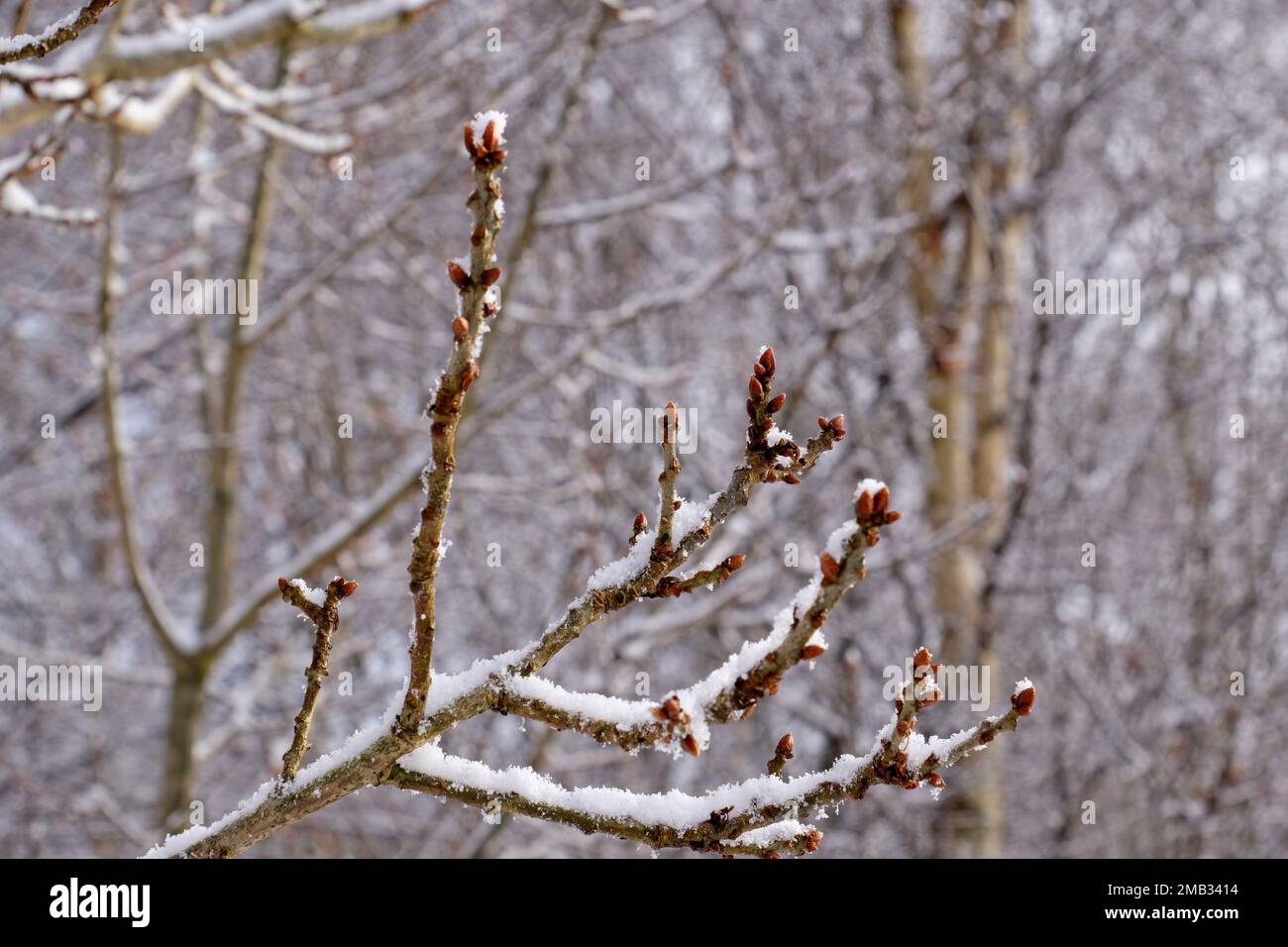 Oak Tree Buds Stock Photo Alamy