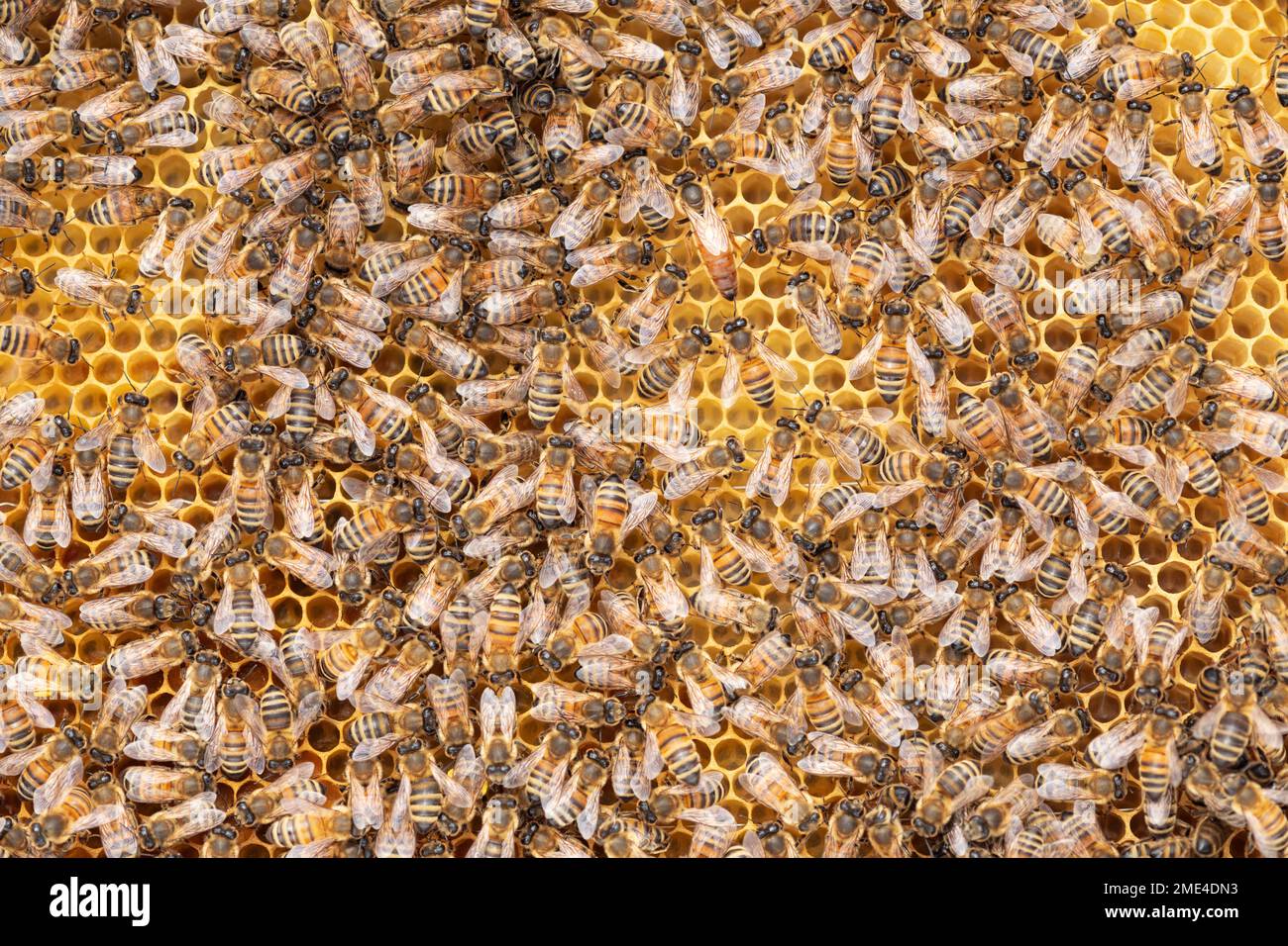 Queen bee surrounded by worker bees Stock Photo Alamy