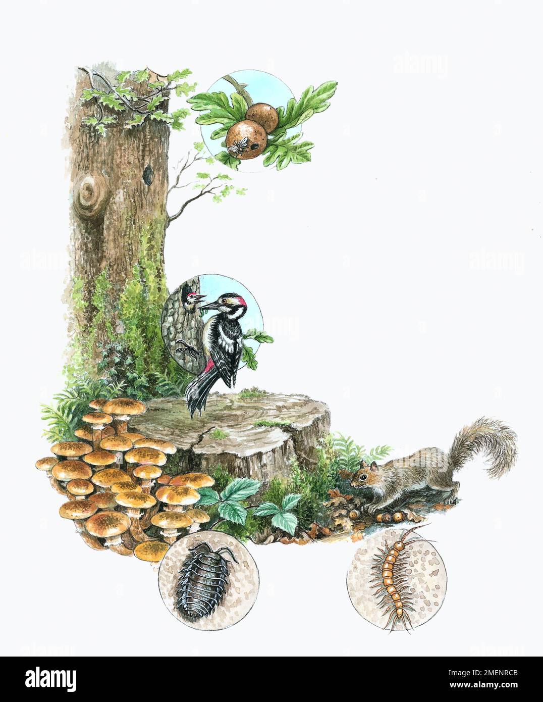 Oak tree ecosystem Stock Photo Alamy