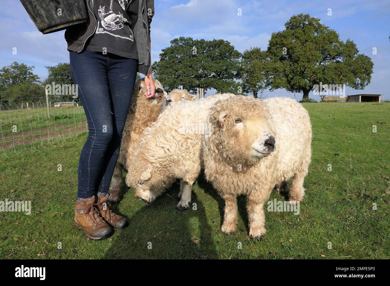 Alpacas and sheep hires stock photography and images Alamy