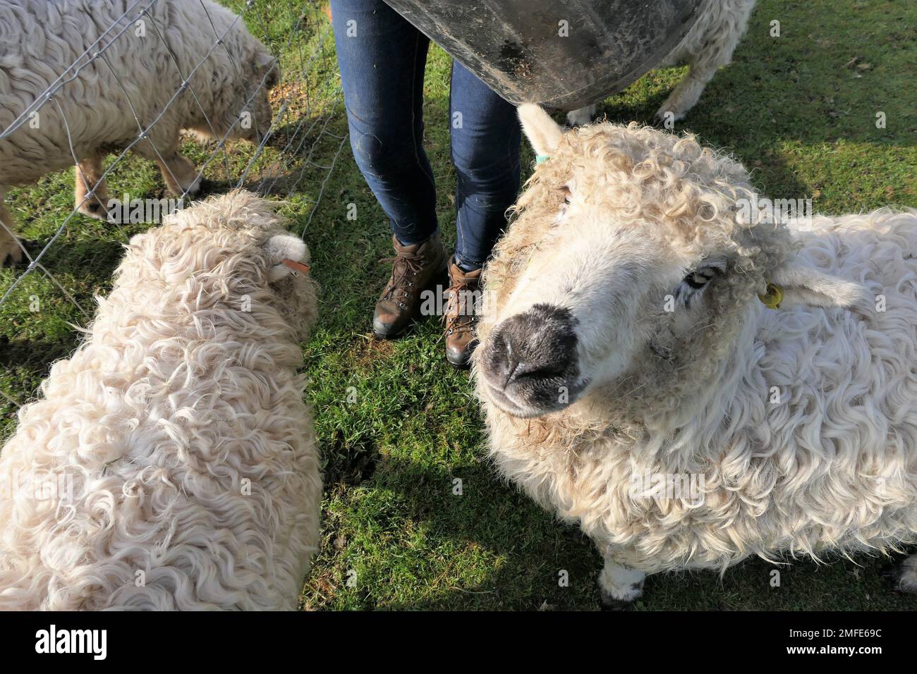 Alpacas and sheep hires stock photography and images Alamy