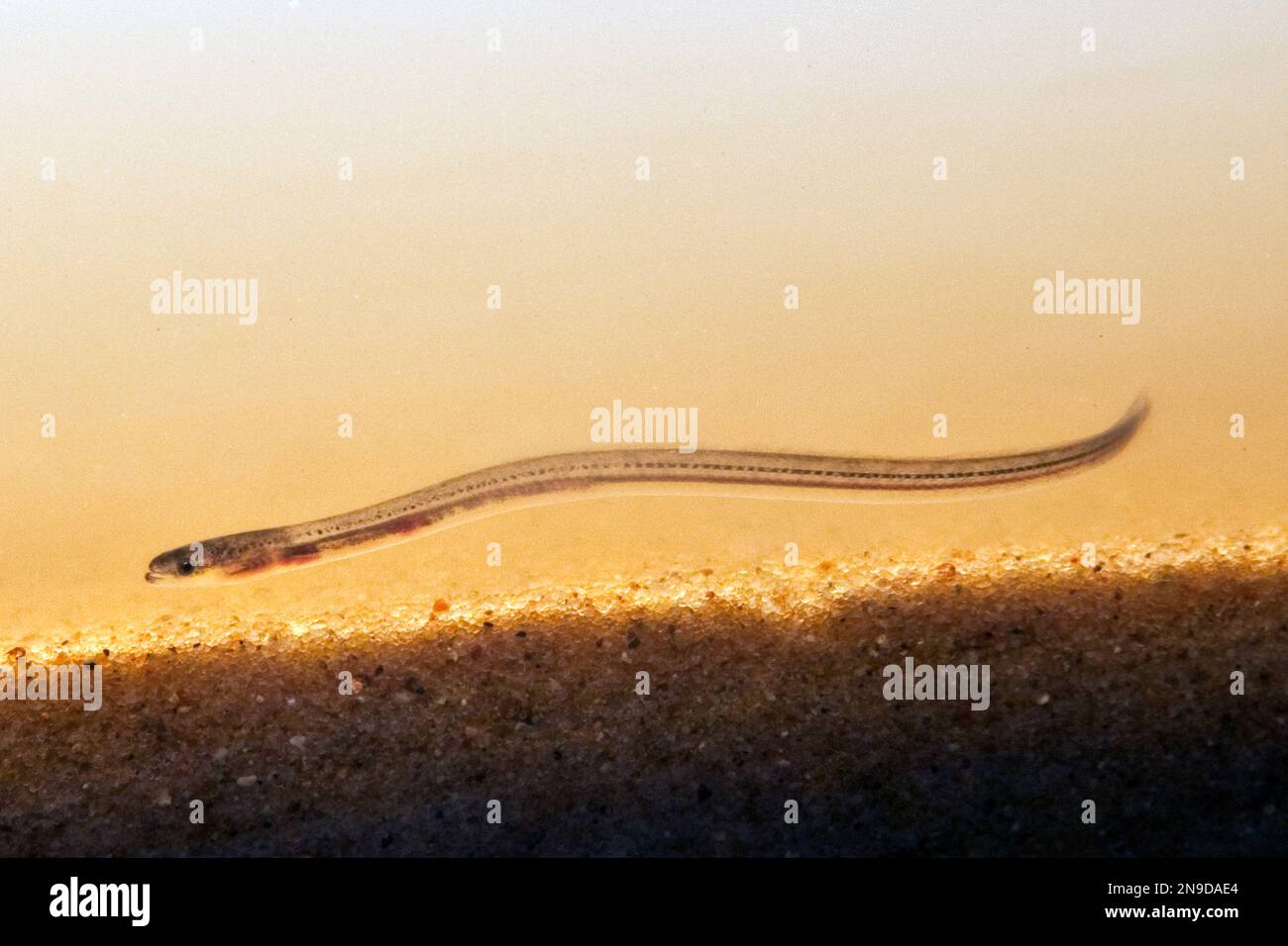 American eel glass eel hires stock photography and images Alamy