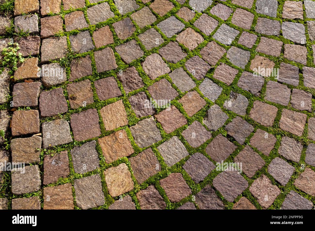 Flagstone Patio Moss