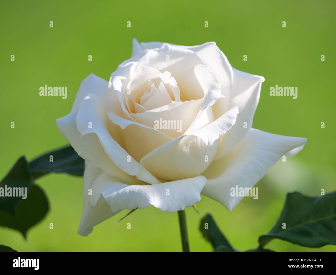 The white rose Stock Photo Alamy