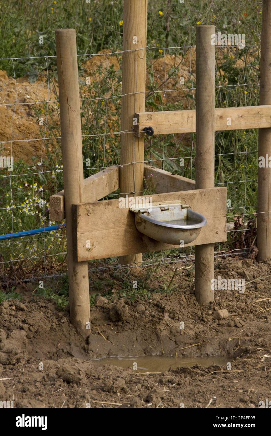 Automatic animal waterer Stock Photo Alamy