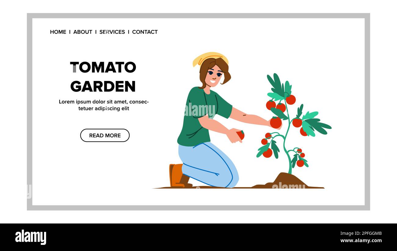 tomato garden vector Stock Vector Image & Art Alamy