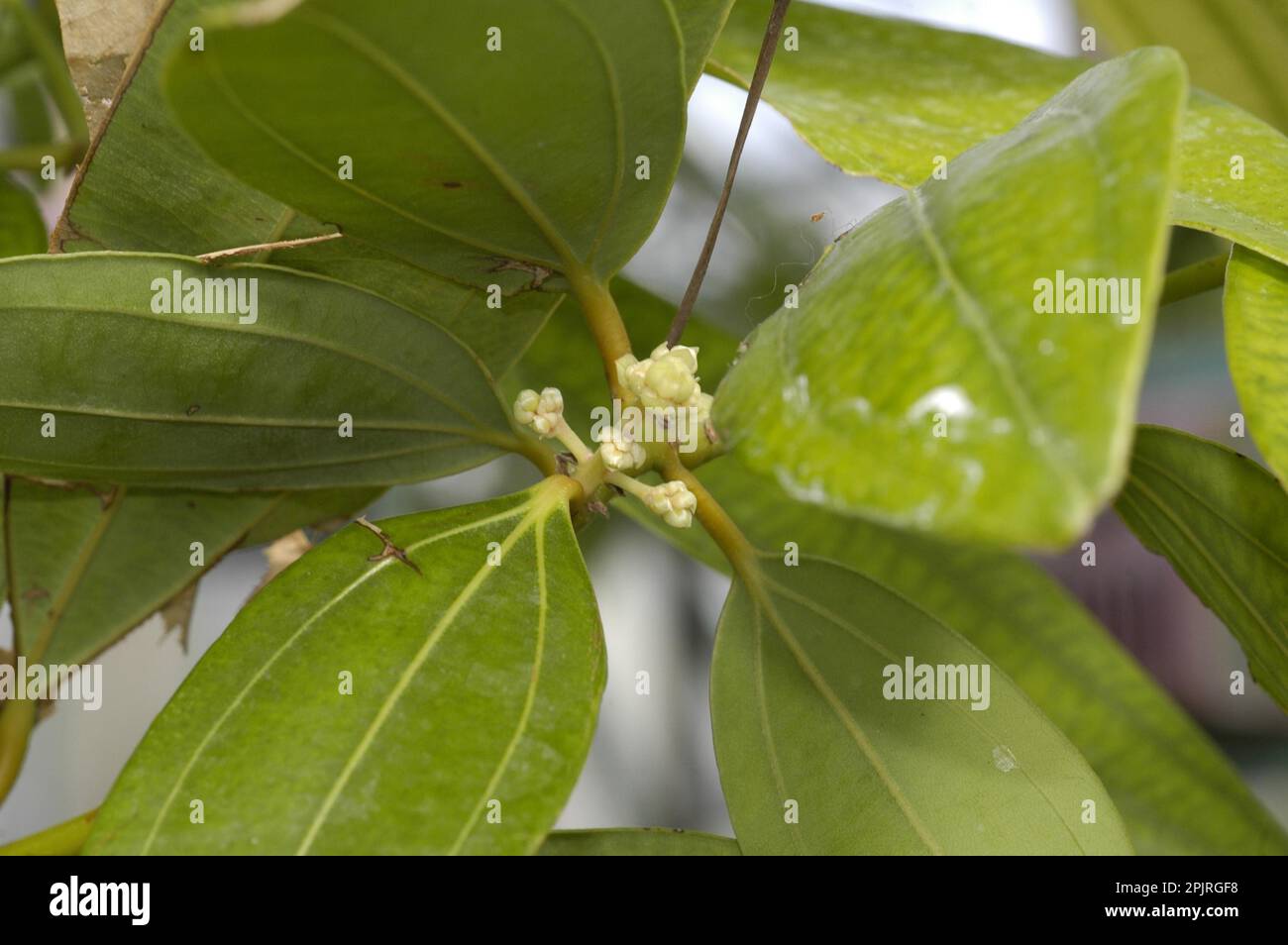 Ceylon Cinnamon Tree Stock Photo Alamy