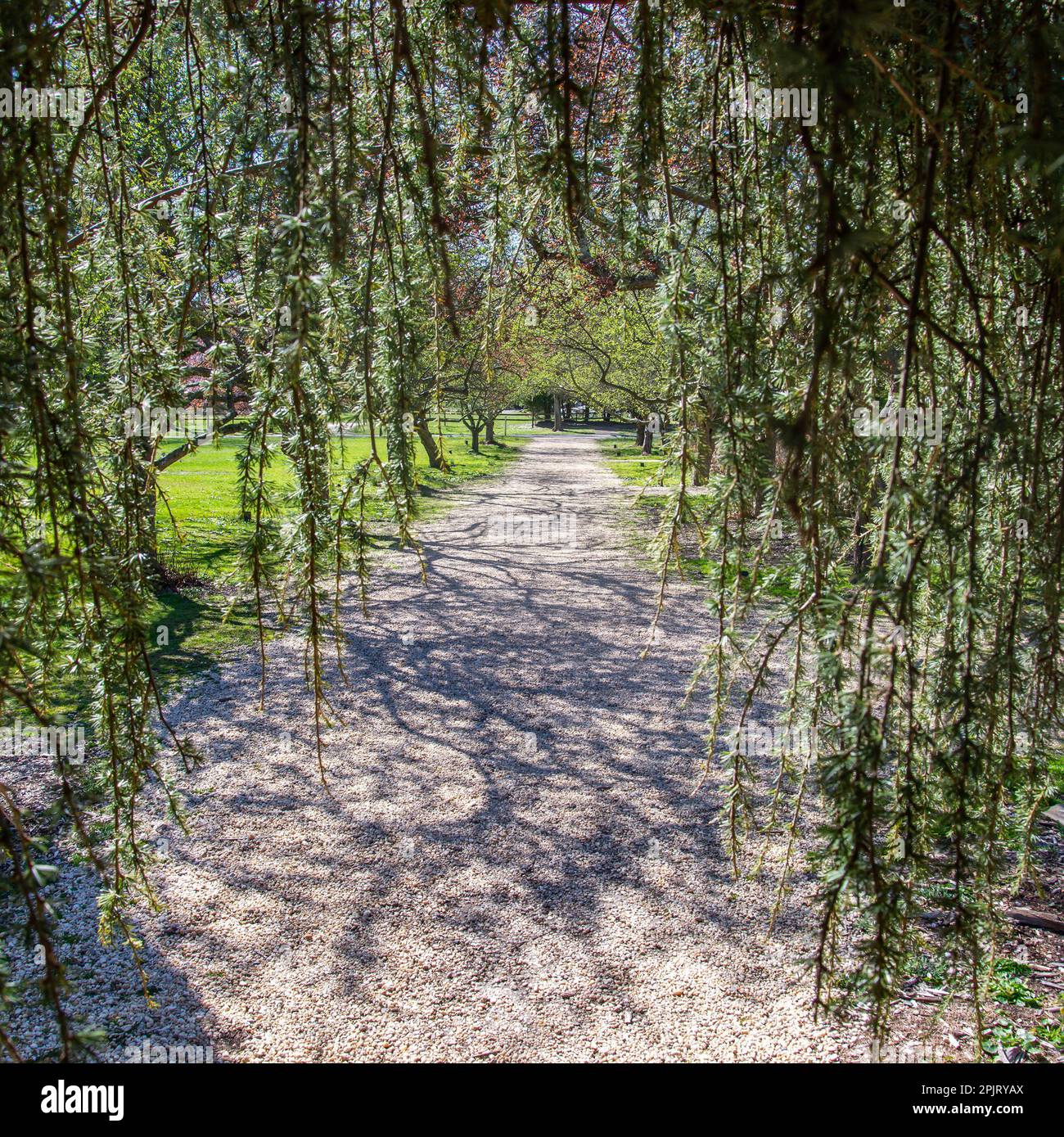 A path under a weeping willow tree Stock Photo Alamy