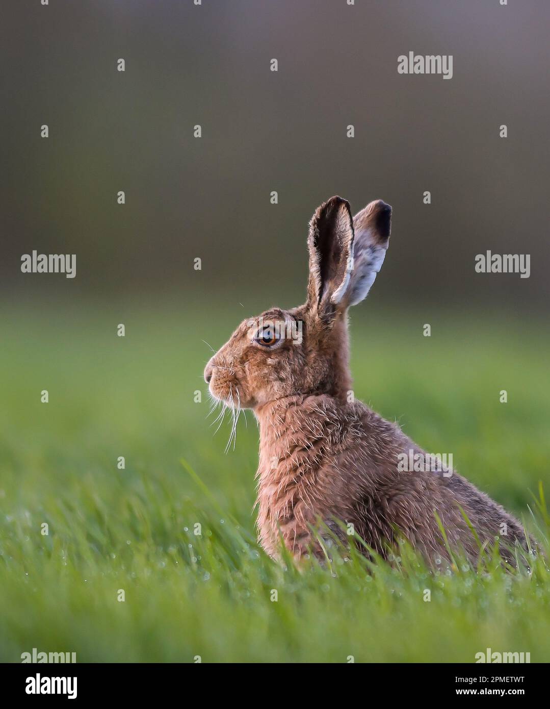 Mad hare hires stock photography and images Alamy