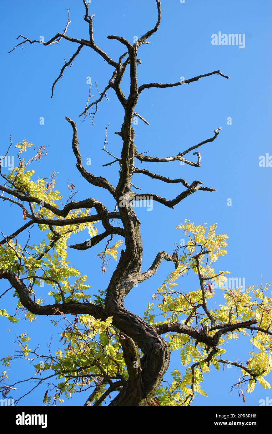A dying tree Stock Photo Alamy