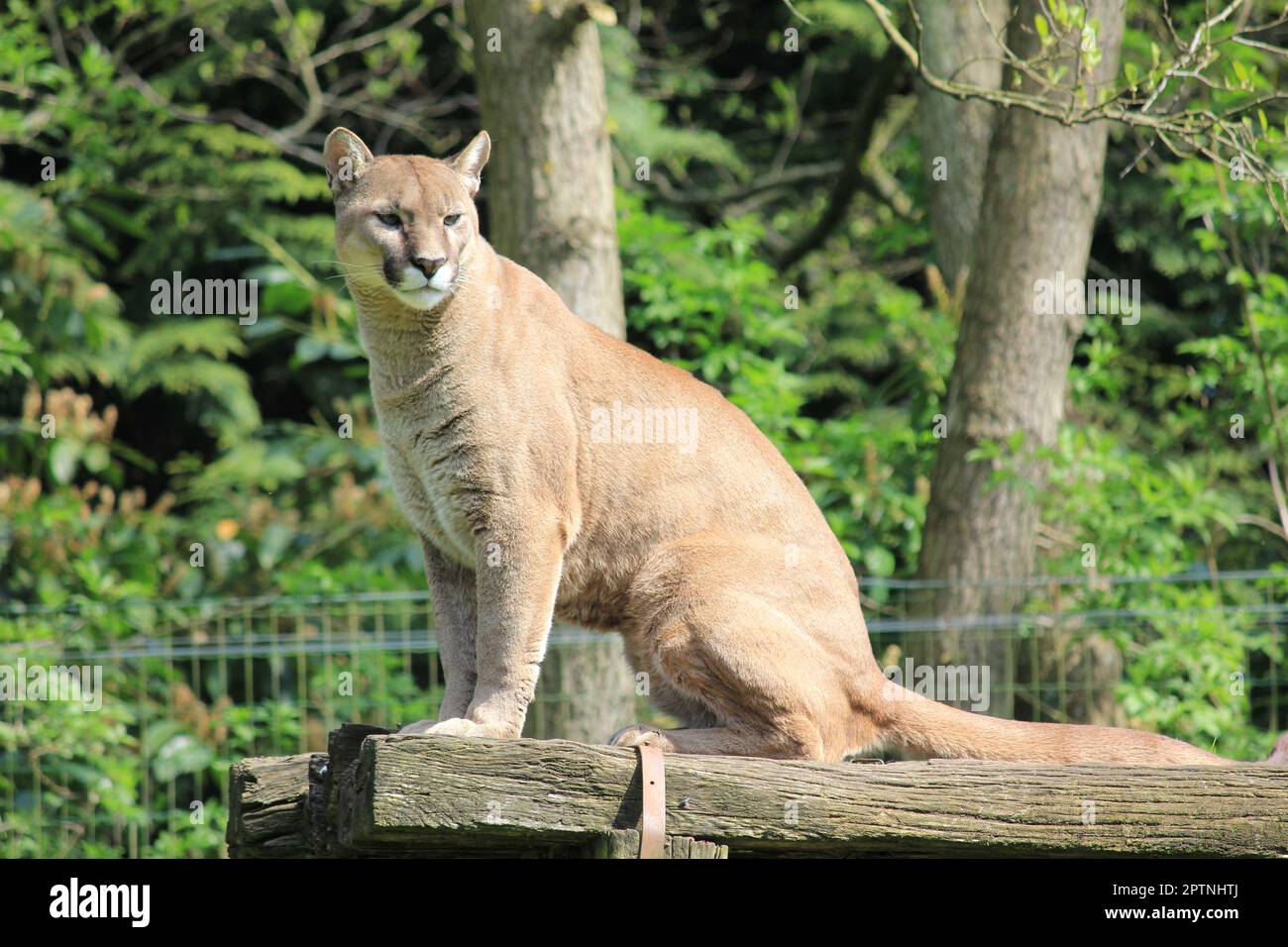 Cougar feet hires stock photography and images Alamy