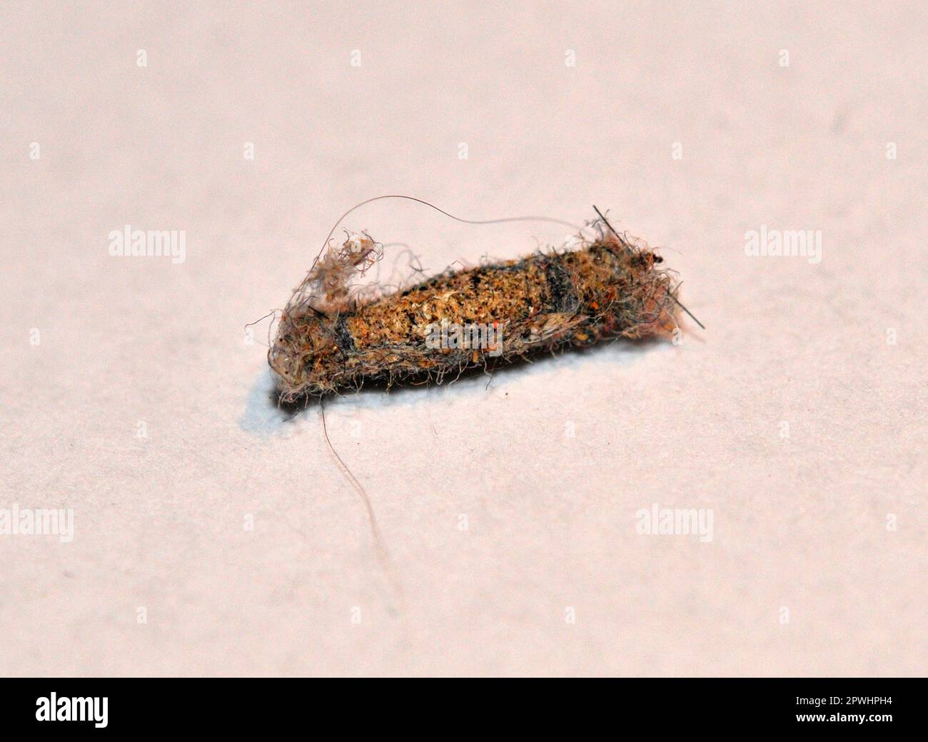 Bag moth caterpillar hires stock photography and images Alamy