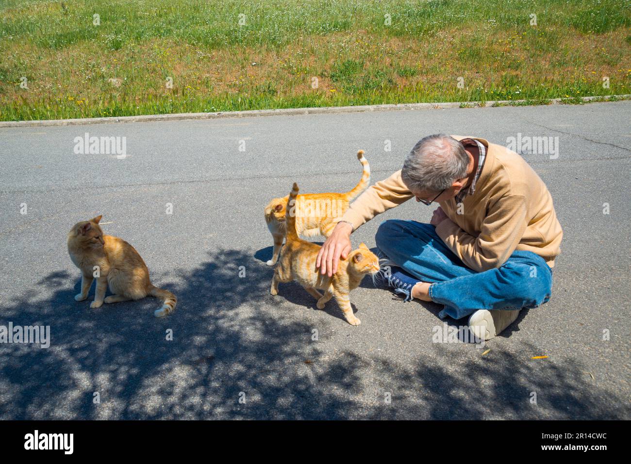 Man stroking cats Stock Photo Alamy