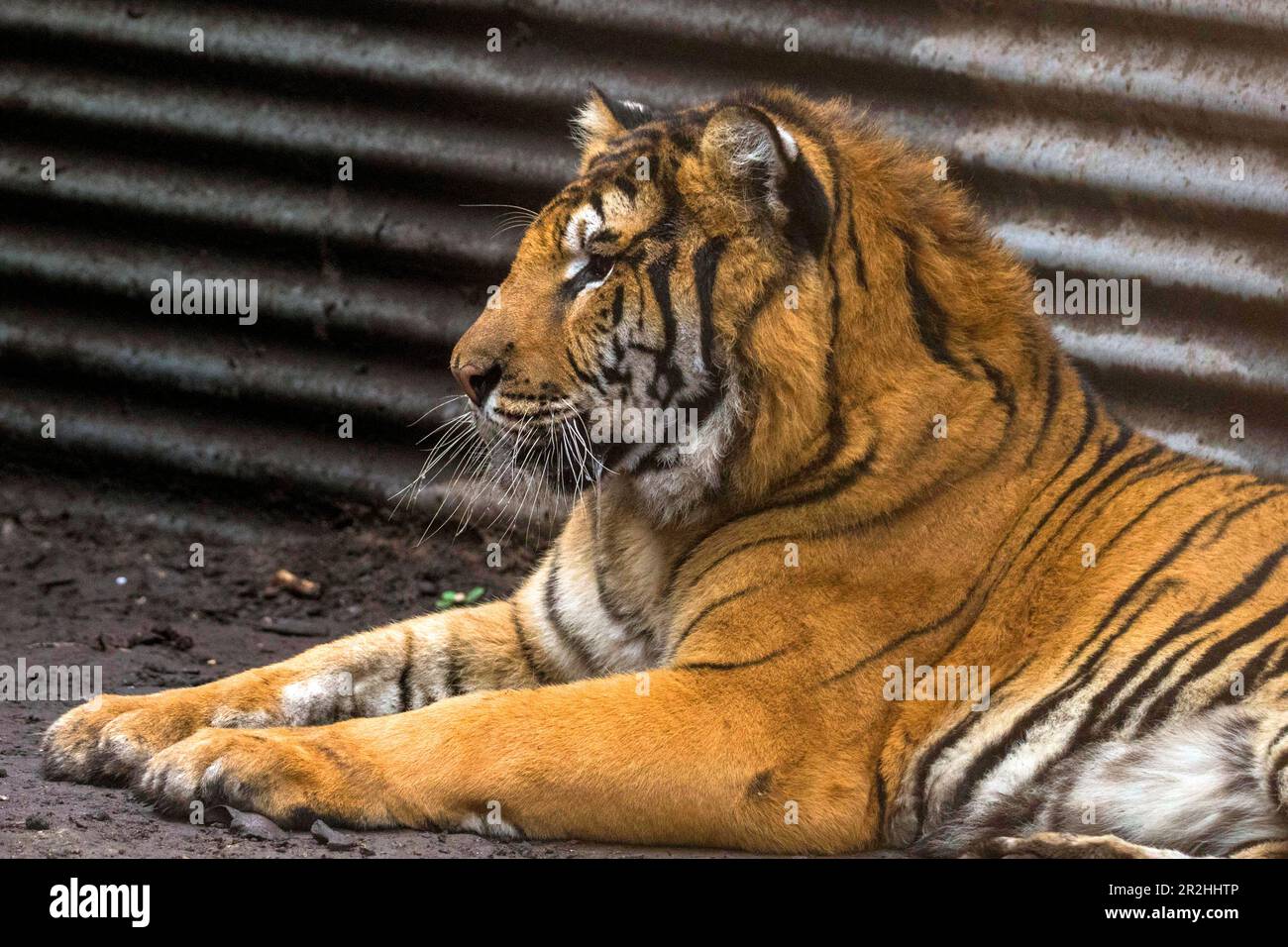 Bengal tiger in captivity Stock Photo Alamy