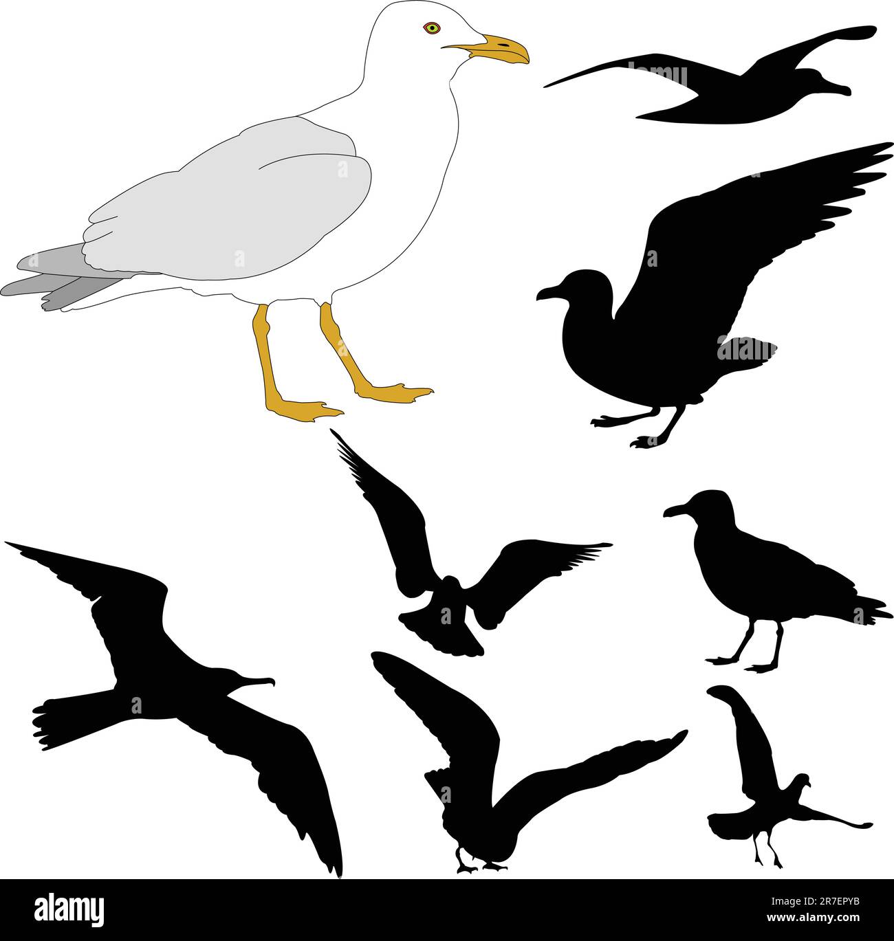 seagulls vector Stock Vector Image & Art Alamy